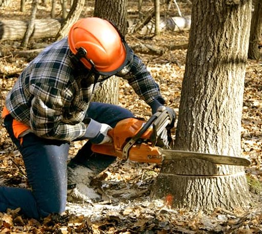 Tree Removal in Lexington, VA